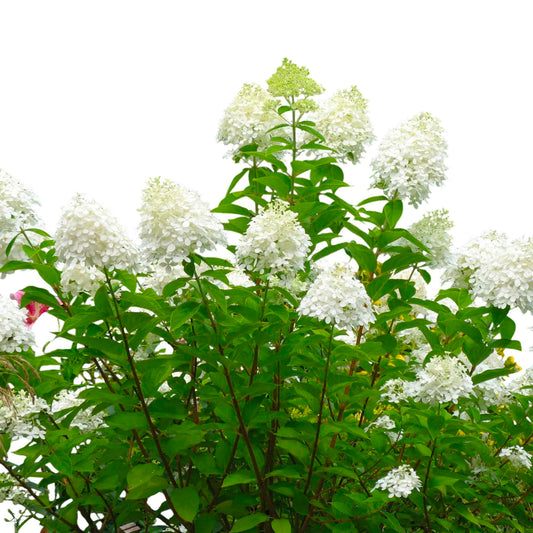 Pee Gee Hydrangea – Large Flowering Shrub with White Blooms, Hardy Live Plant for Garden & Landscape (1 Gallon/Single)