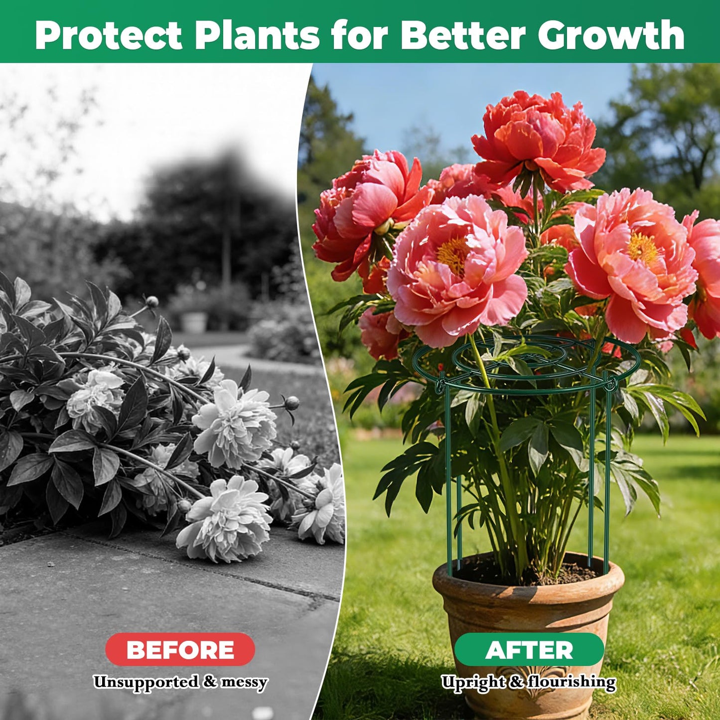 QwayHome 6Pack Peony Cages and Supports 33''H x 13''D Grow Through Large Plant Support, Adjustable High, Heavy Duty, Rust-Resistant, Round, Flower Support Cage Ring for Rose Tomato Hydrangea