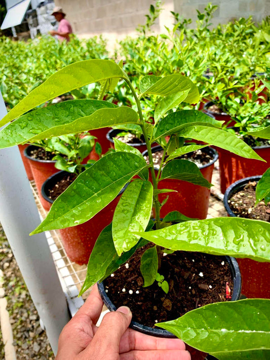 Live Plant - Custard Apple (Annona Squamosa) Tropical Fruit Tree 10”-20”