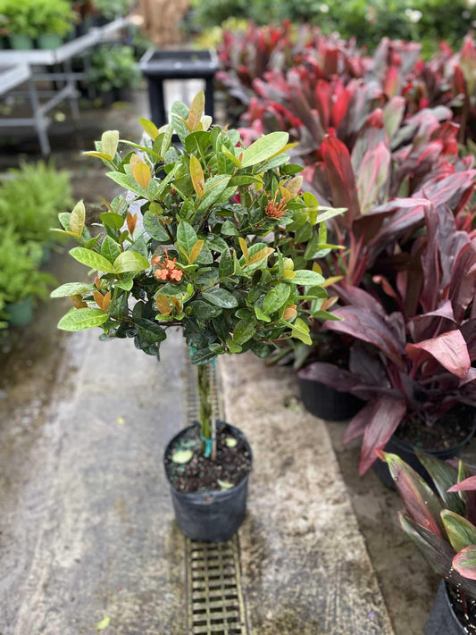 RedCrocus - RedCrocus West Indian Jasmine Ixora Assorted Tropical Shrub for Gardens and Hedges, Fragrant Evergreen Plant, Container Friendly, Attracts Pollinators, Pet Warning, Hardy in Zones 10-11 10