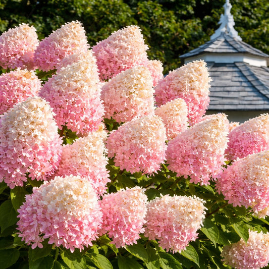 Pee Gee Hydrangea Live Plants – Hydrangea Paniculata ‘Grandiflora’ – Large Pink & White Cone-Shaped Blooms – Hardy Flowering Landscape Shrub – Live Garden Plant (3 Plants)
