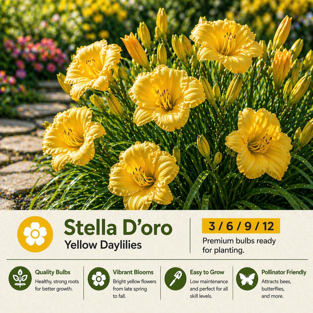 American Stella D’Oro Daylily Bare Roots – Perennial Hemerocallis for Spring Planting – Easy-to-Grow Outdoor Garden Flowers – Attracts Butterflies & Bees (6, Six Bare Roots)