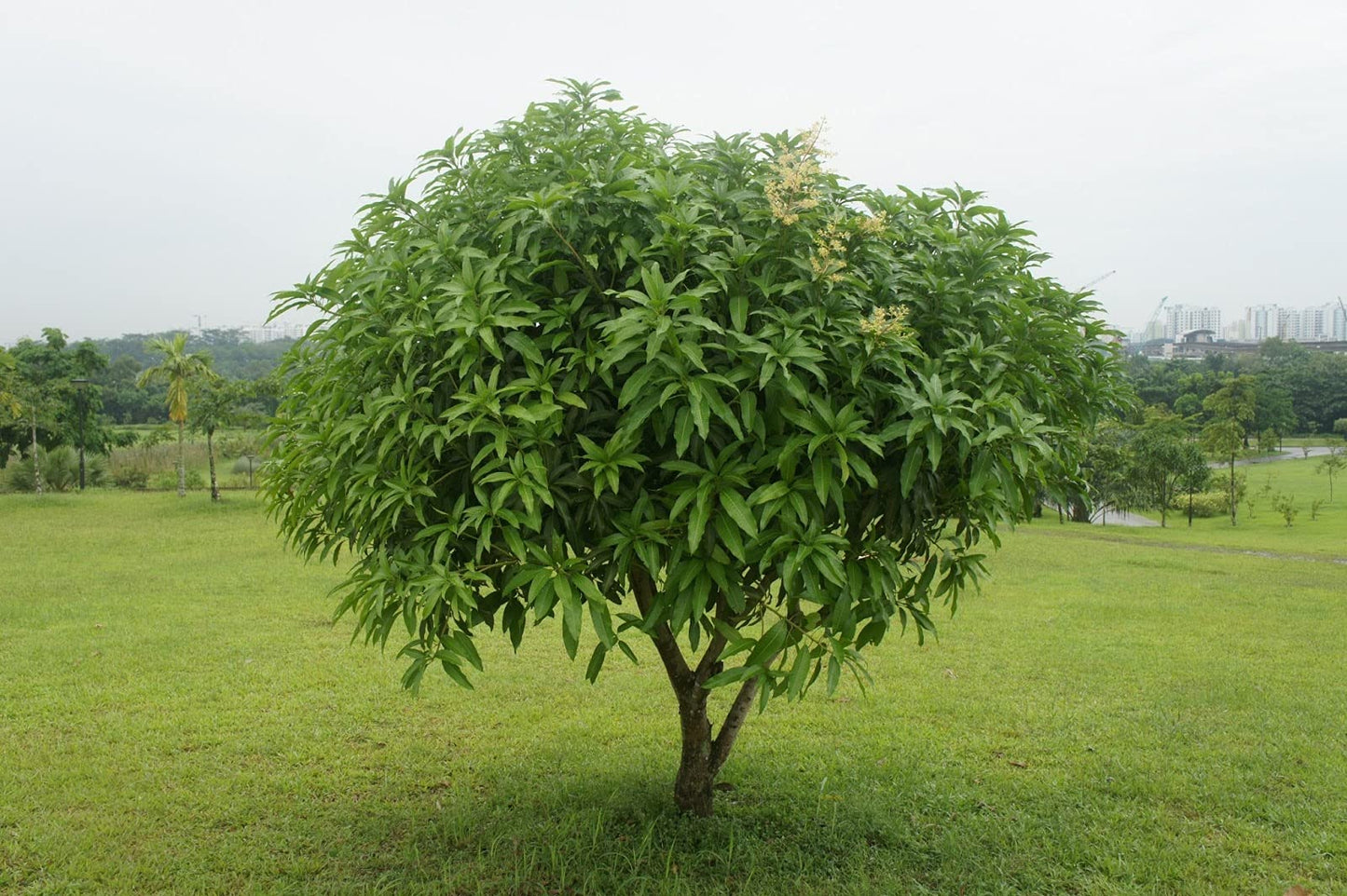 Mango Tree - Live Fruit Tree in a 3 Gallon Pot - Mangifera Indica 'Carrie' - Tropical Edible Fruit Bearing Tree