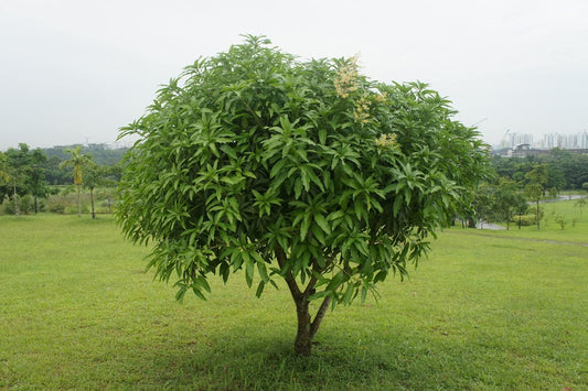 Mango Tree - Live Fruit Tree in a 3 Gallon Pot - Mangifera Indica 'Carrie' - Tropical Edible Fruit Bearing Tree