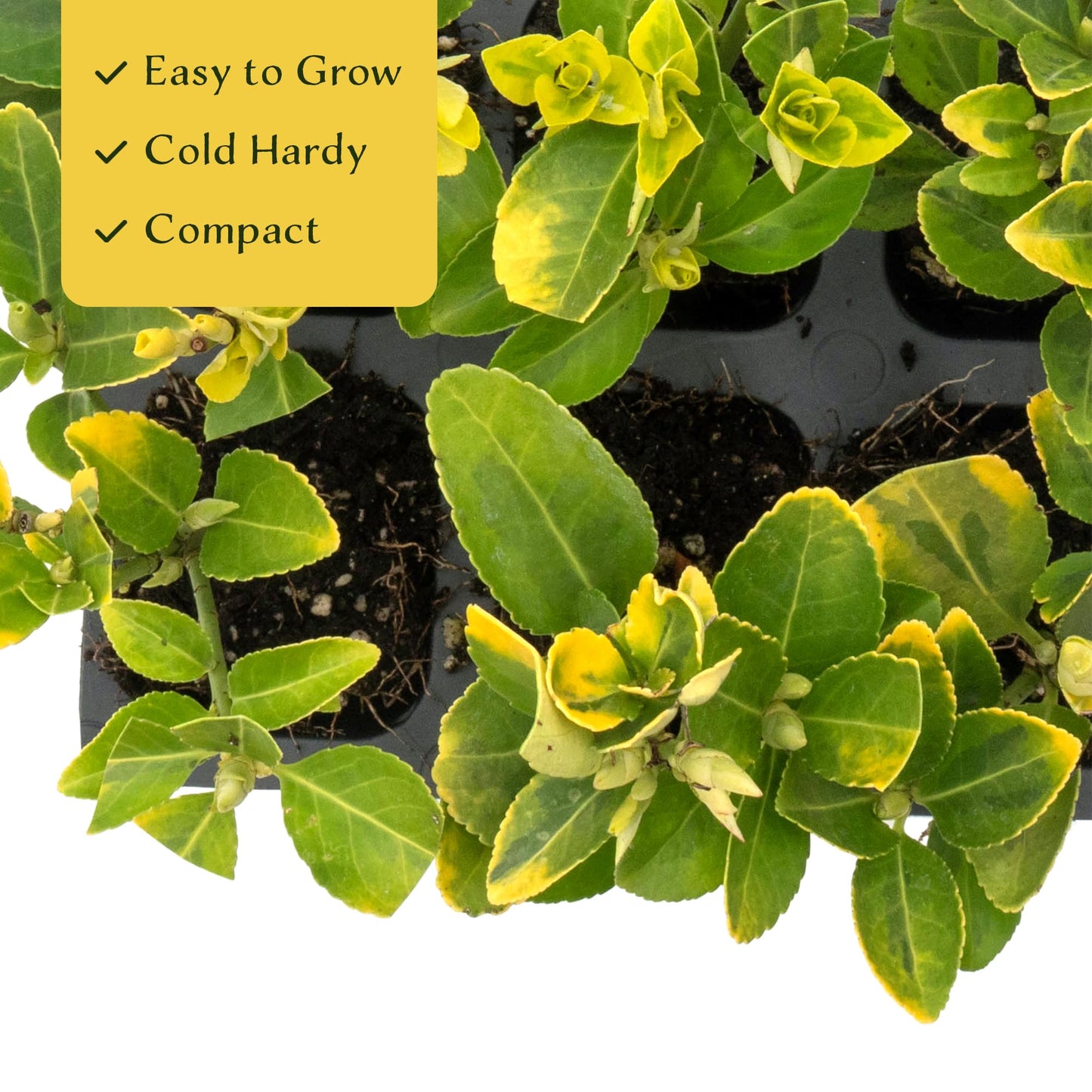 3 Golden Euonymus Shrubs | Live Plants in 2.5-inch Nursery Cubes | Japonica ‘Aureo-Marginatus’ Variety | Easy-Care Evergreen | Variegated Yellow-Green Foliage | Hedges & Shrubs for Home & Garden