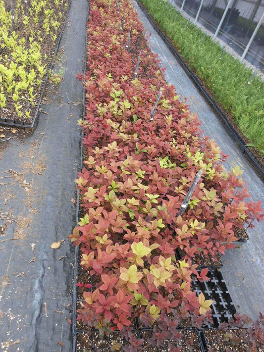 Live Plant - 2 Canada Red Choke Cherry Trees - Live Plants - 8-14" Tall Seedlings - 3" Pots