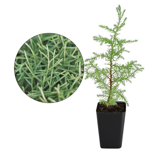 My Shelfie – Arizona Cypress Bonsai Starter Tree (Cupressus arizonica), Live Evergreen Plant for Indoor or Outdoor Bonsai Forest Garden, Home & Living Room Décor (1)