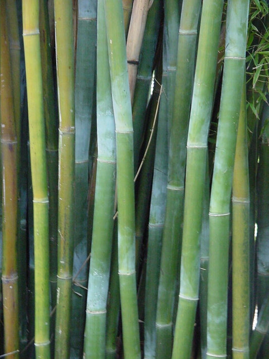 50 Wong Chuck Royal Bamboo Seeds Perennial Ornamental Seed Privacy