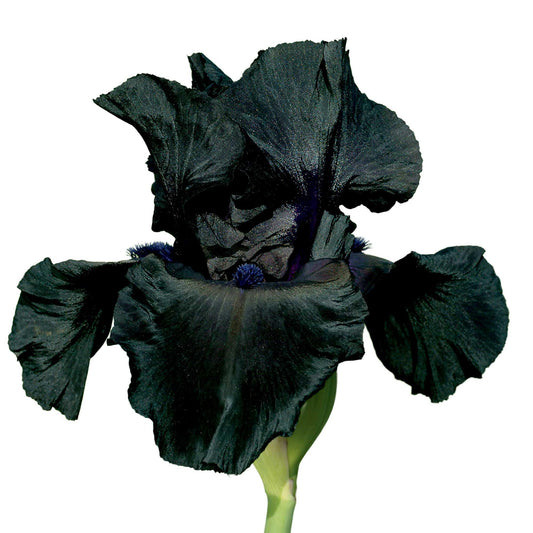 Black Suited Bearded Iris Plant Potted - Fragrant Black Flowers, Stargazer Perennials