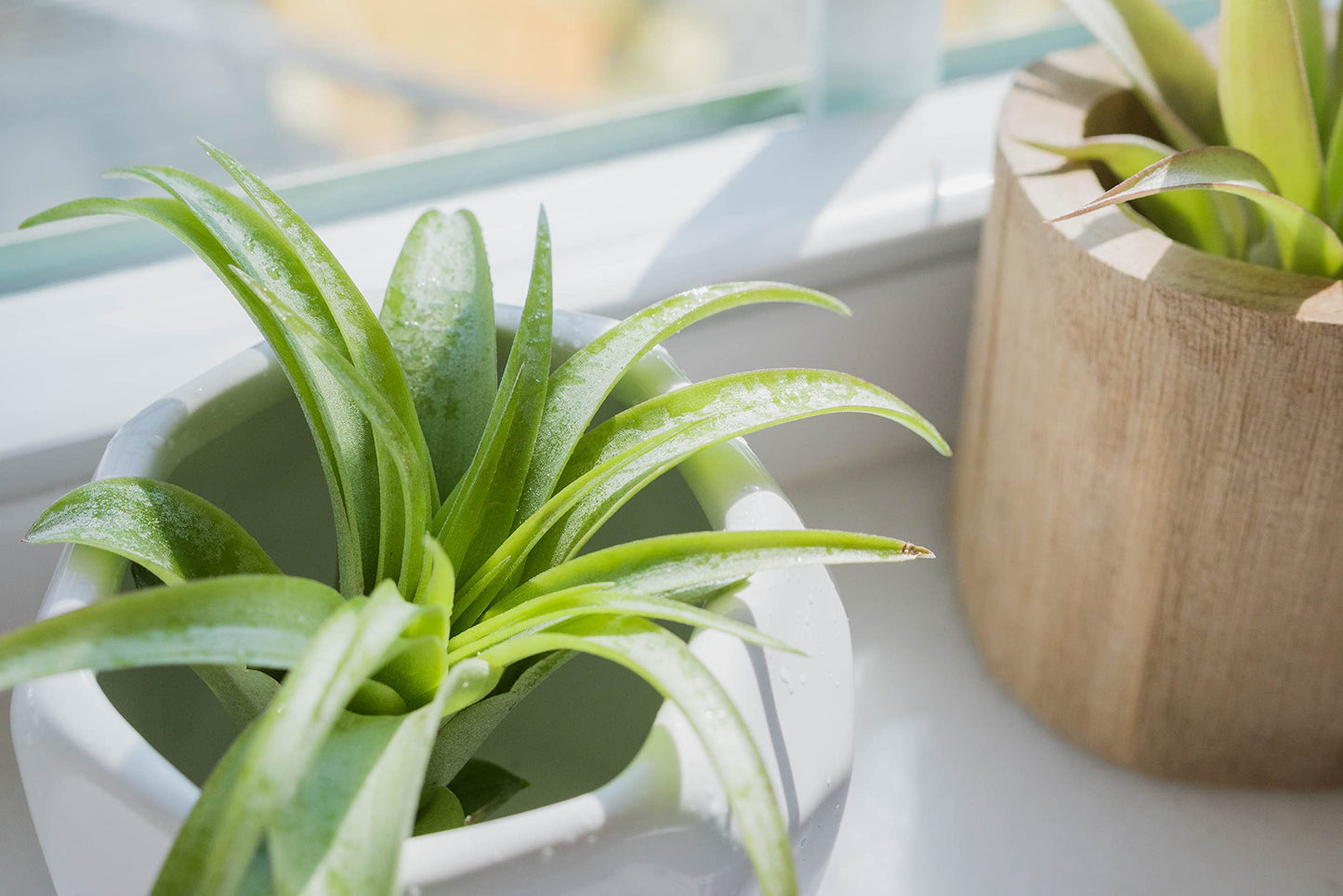 Air Plant Shop Single White Ceramic with Custom Air Plant - Succulents - Live Tillandsia - Easy Care Indoor and Outdoor House Plants (Harrisii)