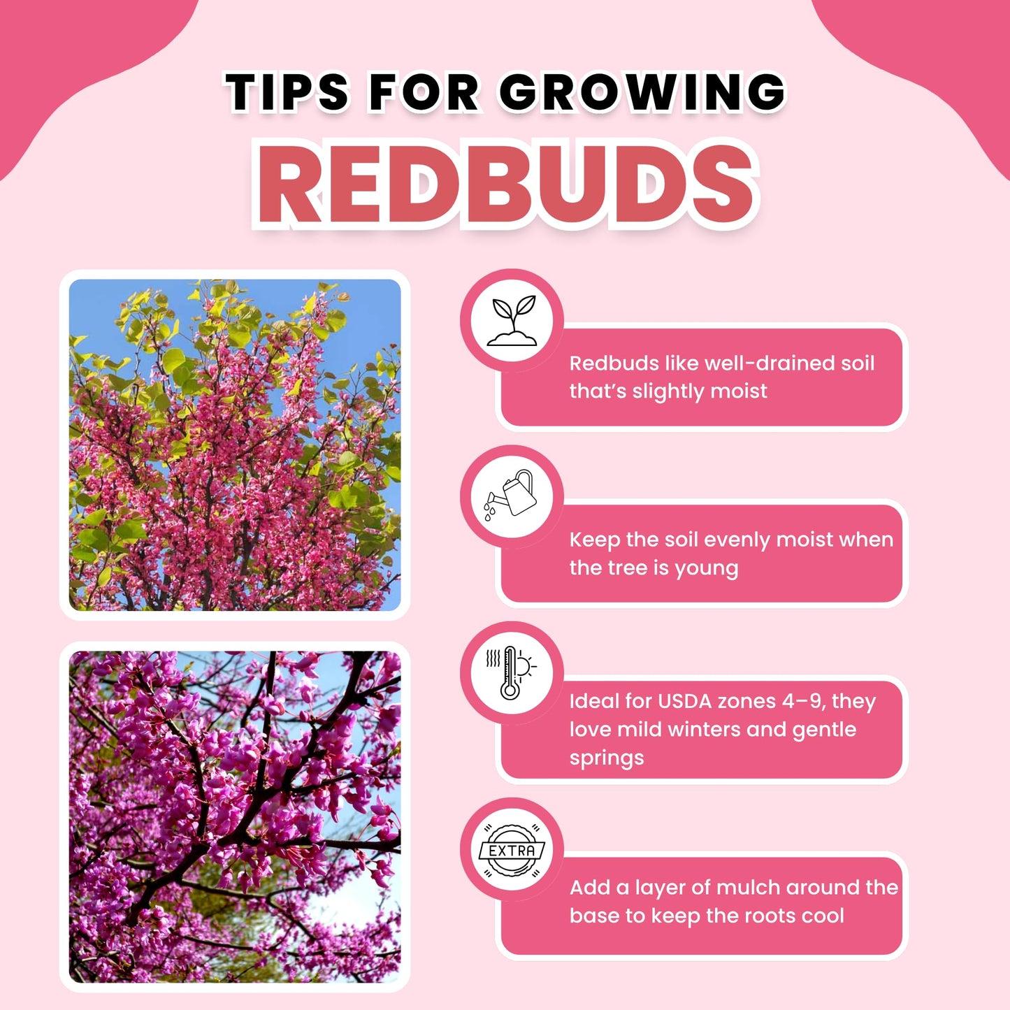 Purple Redbud Tree in Quart Pot, Hardy Red Bud Trees, Purple Flowering Tree, Winter Dormant, Border and Garden Planting