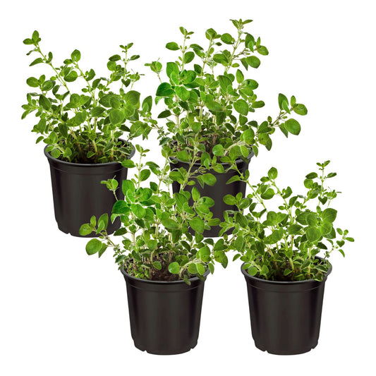 Live Aromatic and Edible Herb - Oregano (4 Per Pack), Loaded with Antioxidants, 8" Tall by 4" Wide in 1 Pint Pot