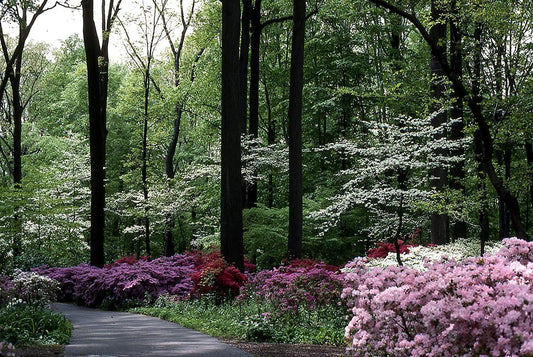 Azalea Vivid | 3 Live Plants | Red Flowering Rhododendron Blooming Shrubs