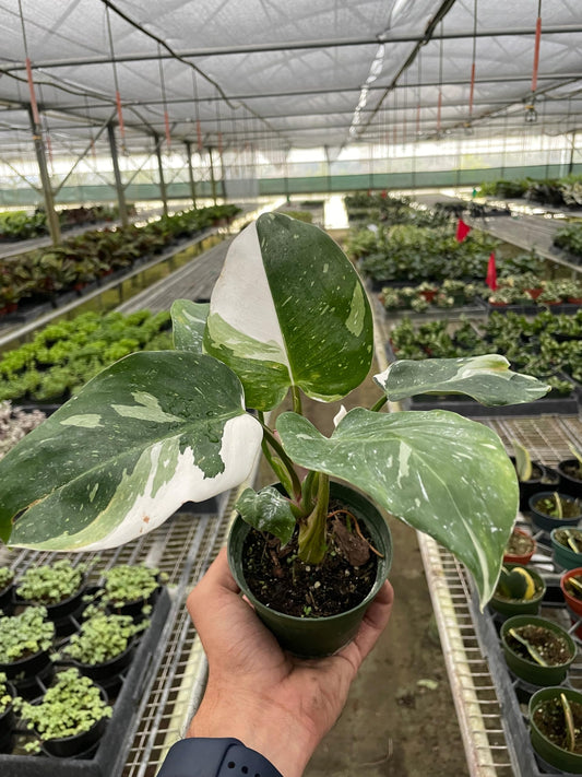 Philodendron 'White Princess' | Live Plant for Indoor & Outdoor | for Living Room, Office, Bathroom | (4" Pot)
