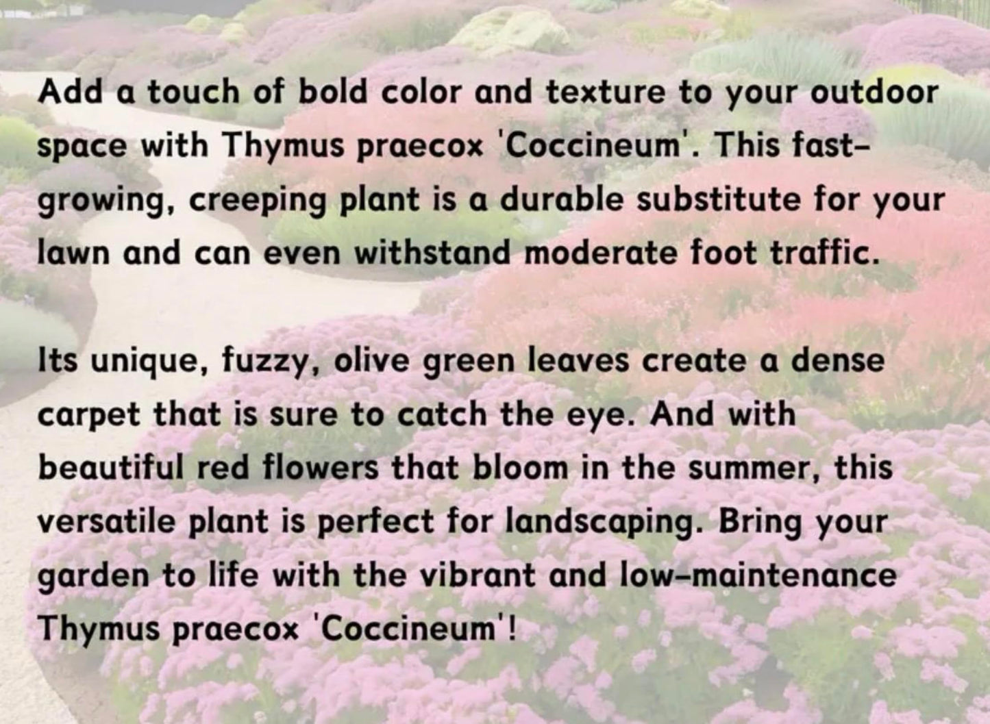 Creeping Red/Pink Thyme- Live Plants- Flowering Ground Cover- Deer RESISANT