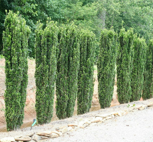 Live Plant - 5 Sky Pencil Holly Shrubs/Trees/Hedges - 3-6" Tall Live Plants - 2.5" Pots