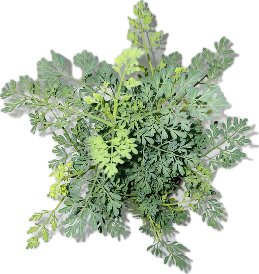 Botanica la Marina Ruda Plant Common Rue Ruta graveolens Herb of Grace, green