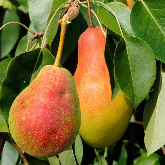 9 Months Old Pear Tree Live Plant for Spring Planting, Red-Yellow Green Pears 8-10 Inches in Tall, No Pot, Dormant in Winter, No Leaf, Cold Hardy Pear Home Orchard Yard