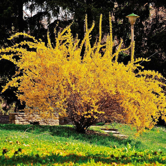 Live Plant - 2 Forsythia Lynwood Gold Shrubs/Bushes - 6-12" Tall Live Lynnwood Plants, 4" Pot