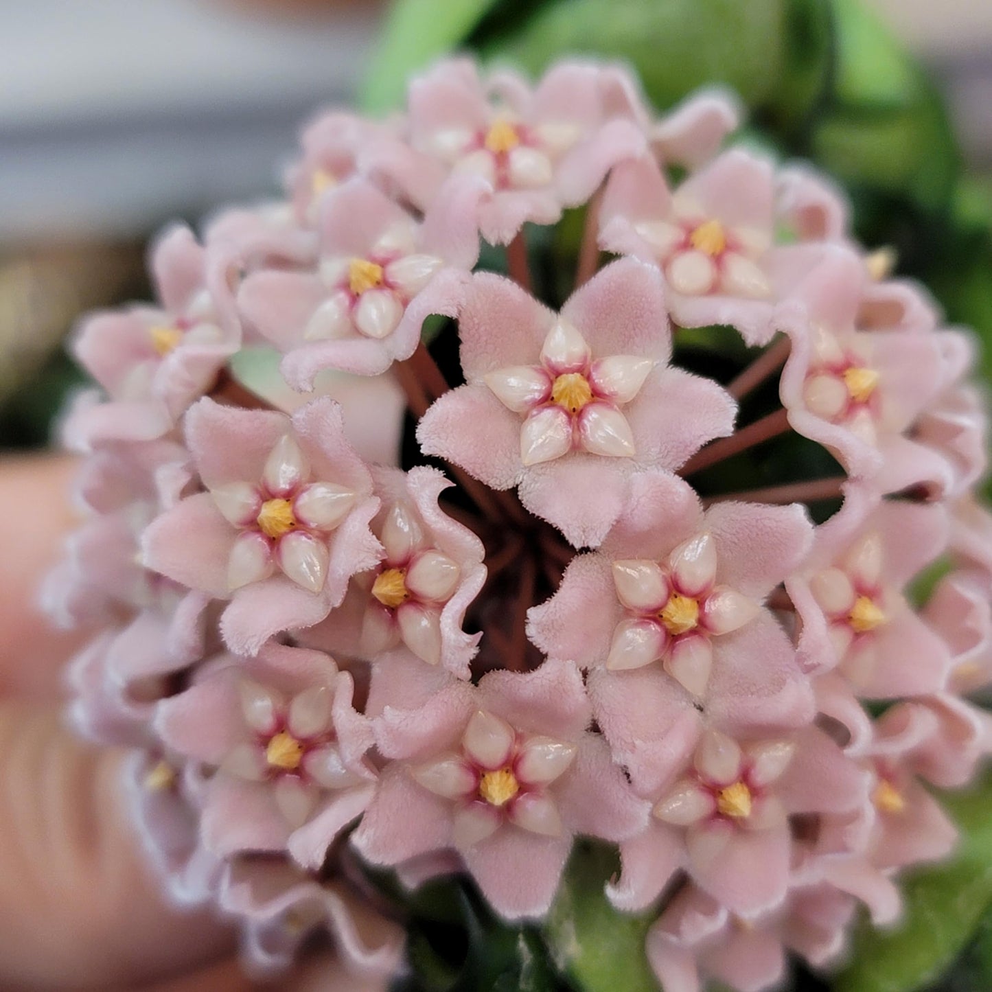 Variegated Hoya Compacta aka Hoya Hindu Rope Variegated Available in 2", 4", and 6" Pot Live Hoya Plant Prime Plants California (1 Small Plant/stem, 4" Pot)