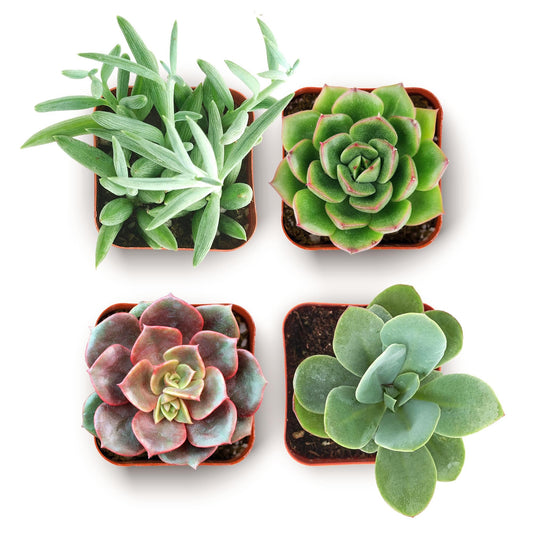 Shop Succulents Everything Mini Succulent Plant Pack – Live Mini Succulent Plants, Assorted Colorful Mix, Easy Care Houseplants – Gardening, Terrariums, Gifts & Party Favors, 2" Pots