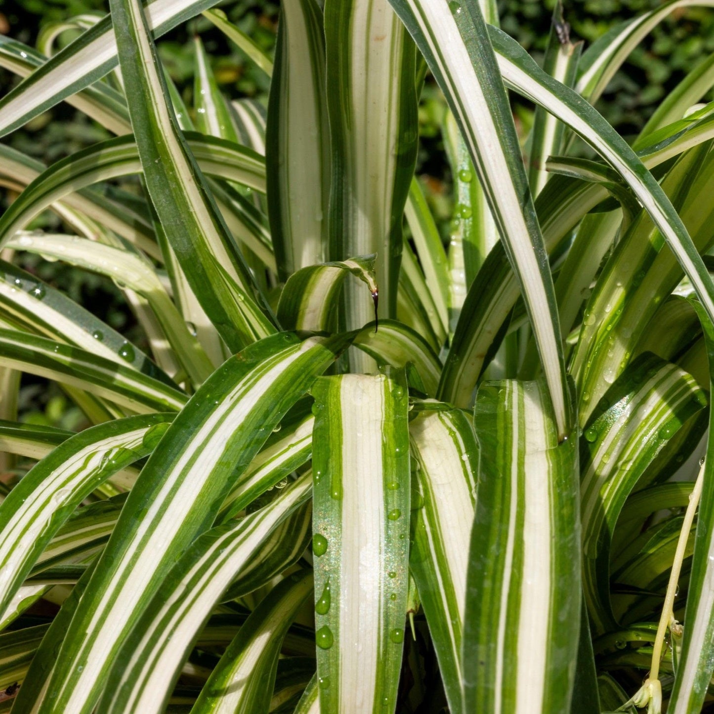 Easy to Grow Spider Plant Variegated 1 Full Size Potted Plant - Large Established Houseplant in 4" Quart Pot - Indoor Outdoor, Low Maintenance, Air-Purifying (Not Starter Plug)