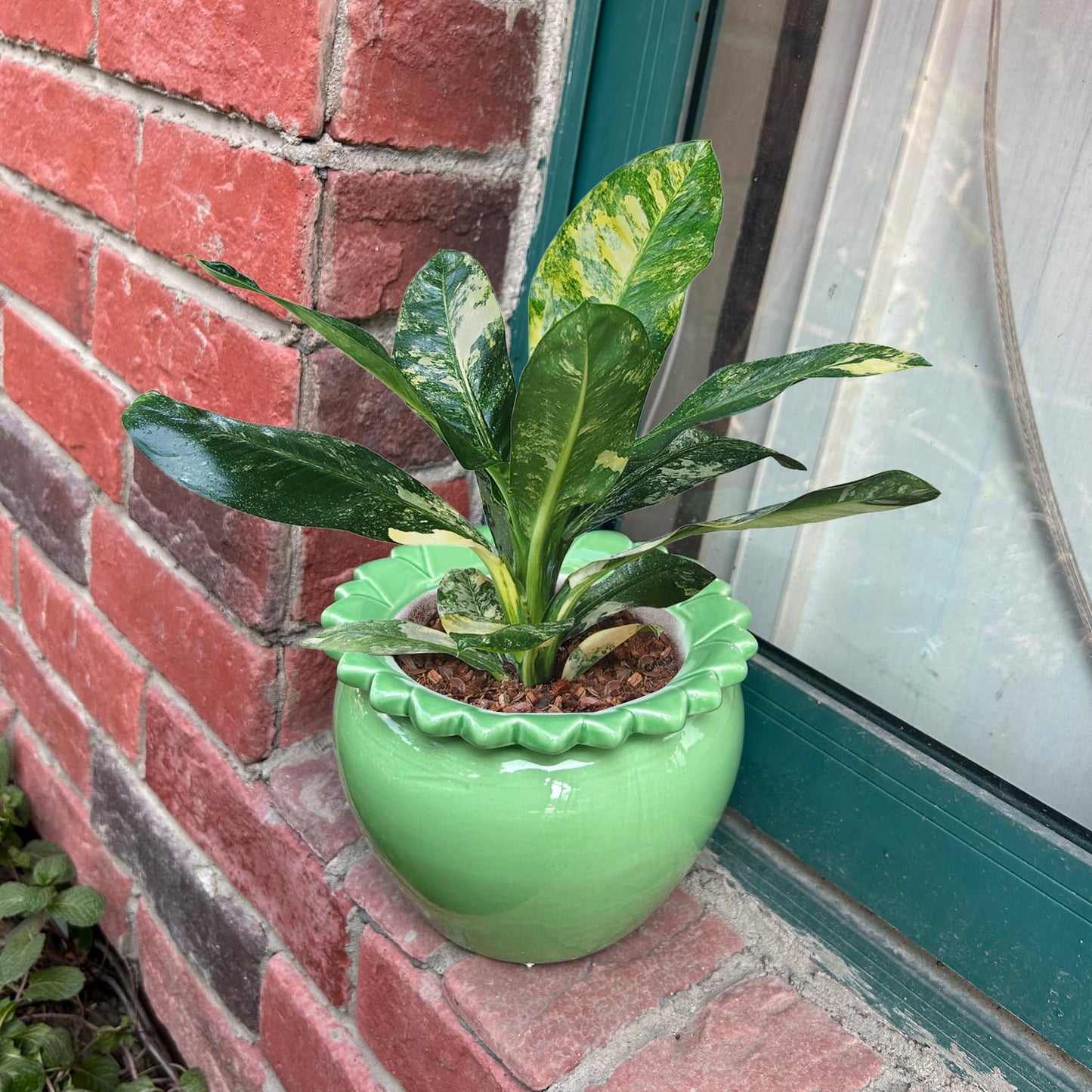 Lovely Ran African Violet Flower Pot Ceramic Self Watering Planter Pot 6.5 * 4.6 * 4 inch Simple Plant Self Watering Pot Green Indoor Flowers High Absorption Herbaceous Flower Pots Modern