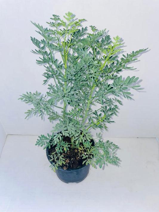 Plant - Common Rue (Ruta graveolens) Herb of Grace - Ship in 3" Pot with Soil…5" to 7" Height