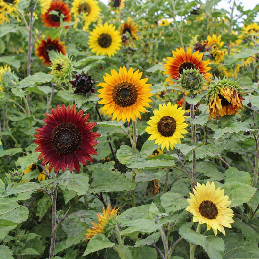 TnT Seed Company All Sorts Mix Sunflower Seeds for Planting - 1 lb Bag - 8 Variety Colorful Blend - Bulk Sunflower Seeds for Gardens, Pollinators & Birds - Supports Bees & Butterflies