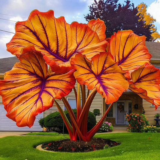 FEWSDVBX Elephant Ear Beautiful Assortment for Outdoor Garden Landscapes,Ideal for Home Gardens & Patios (6)