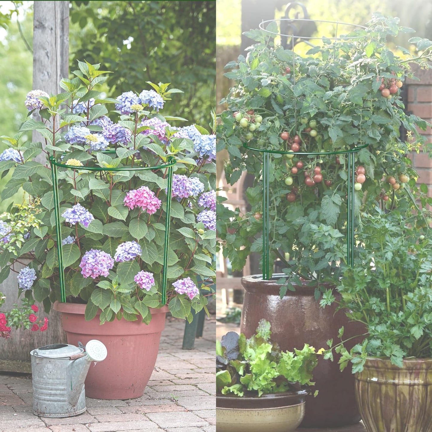 LKSSZS 12 Pack Garden Plant Support Stakes, Half Round Peony Cages and Supports, Metal Garden Support Ring, Border Support for Outdoor Indoor Plants, Peony, Hydrangea,Tomato, Monstera