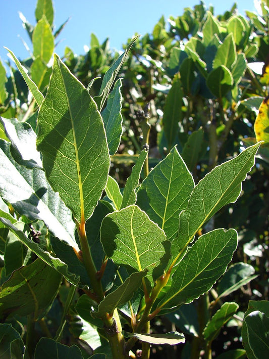 Bay Laurel Tree - Laurus Nobilis - Bay Leaf Live Plant (5–9 Inches Tall) - True Laurel, Aromatic Evergreen – Container-Friendly Patio Tree or Indoor Herb