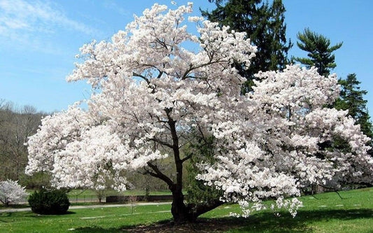 Live Plant - 2 Akebono Flowering Cherry Trees - Live Potted Plants - 6-12" Tall - 2.5" Pots