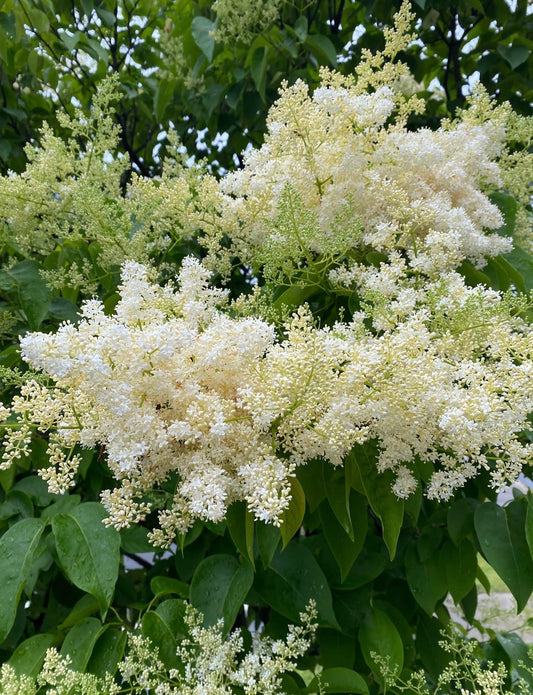 Ivory Silk Japanese Tree Lilac Live Plant – Syringa reticulata ‘Ivory Silk’ – Fragrant Creamy White Flowers – Hardy Ornamental Flowering Tree – Starter Plant