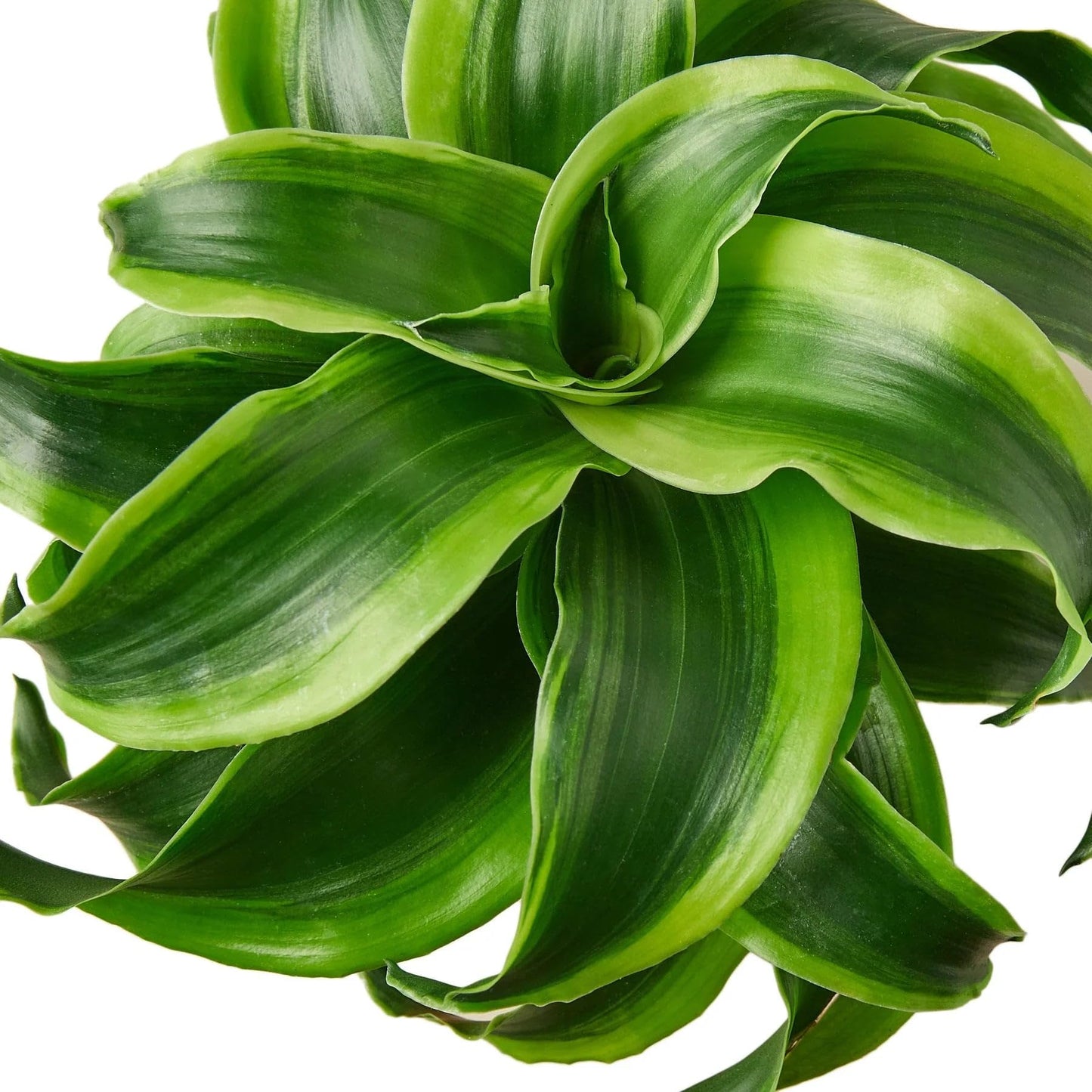 9 Pack Dracaena 'Tornado' in 4in Pot - Live Plants Tropical Houseplants | Variegated | USA Growers | The Snobby Leaf
