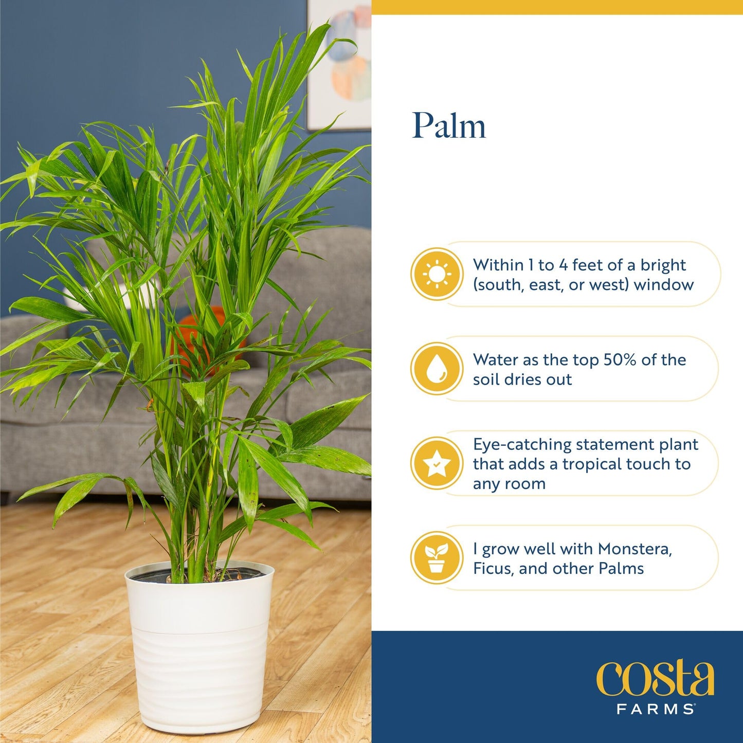 Costa Farms Majesty Palm Live Plant in Decorative Pot, Indoor Houseplant, Perfect for Home, Room, or Office Decor, Great House Warming or Birthday Gift, 3-4 Feet Tall