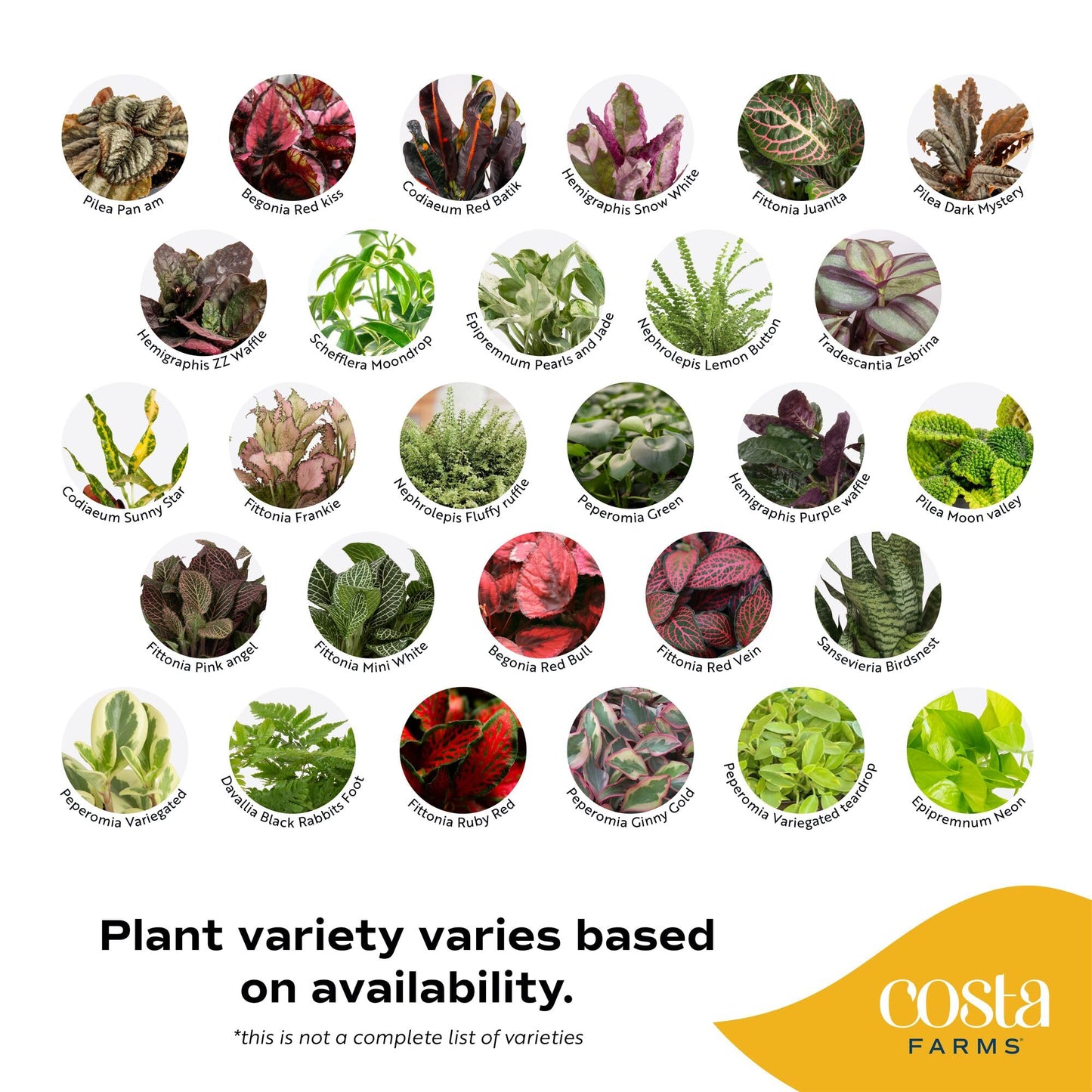 Costa Farms Mini Live Indoor Houseplants (20-Pack), Starter Plants in Nursery Pots, Assorted Foliage Mix (Varieties May Vary), Bulk Tiny Plants for DIY Terrariums, Party Favors, and Home Office Decor