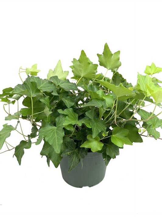 Green English Ivy - 5 Live Plants in 6 Inch Pots - Hedera Helix - Beautiful Easy Care Indoor Air Purifying Houseplant Vine