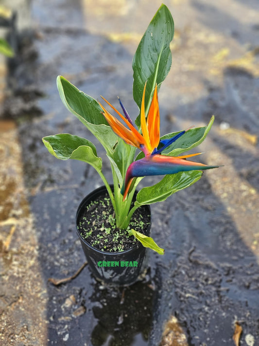 Green Bear Garden Bird of Paradise Plant, Live Tropical Strelitzia Reginae, Indoor Outdoor Houseplant (Orange, 1 Gall Trader Pot 12" to 18" or Bigger)