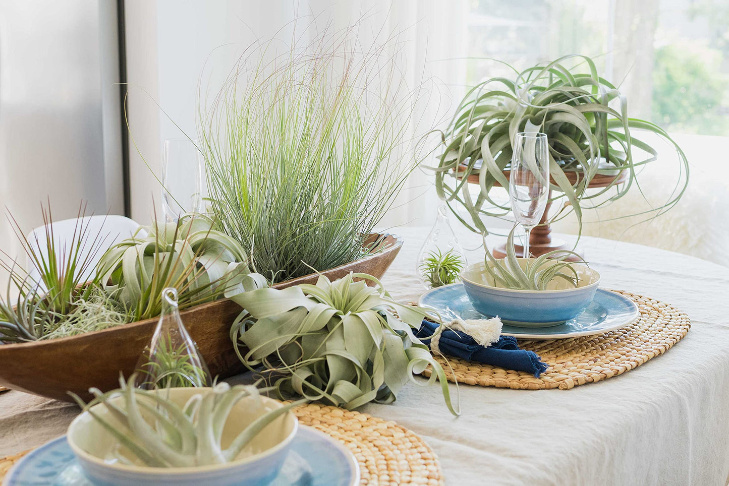 Tillandsia Duratii - Live Tillandsia Succulent House Plants - Home and Garden Decor - Easy Care Indoor/Outdoor Plants (Pack of 1)