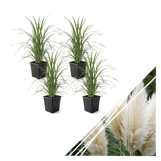Live Ornamental Pampas Grass (Cortaderia selloana) - White (4 Pack) - Perennial Accent Plant - 10" Tall by 5" Wide in 1.5 Qt Pot