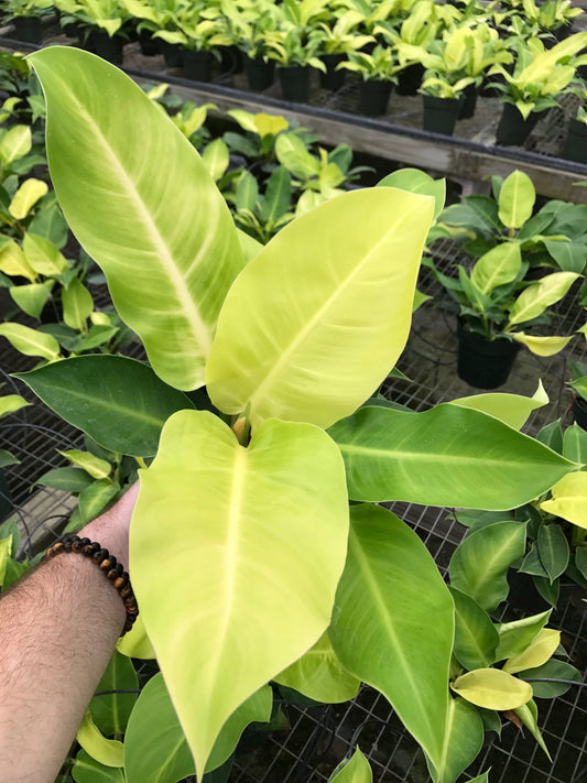 Philodendron Moonlight - Live Starter Plant - Rare and Elegant Indoor Houseplant