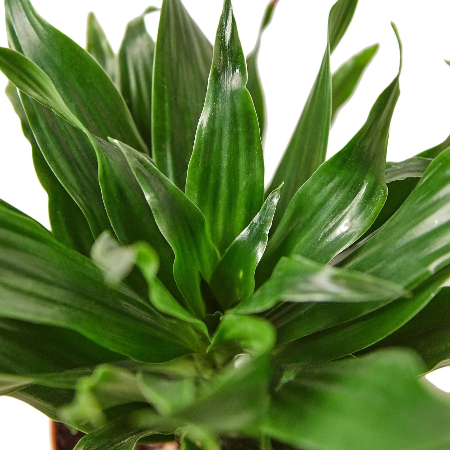 4 Pack Dracaena 'Janet Craig' in 3in Pot - Live Plants Tropical Houseplants | Variegated | USA Growers | The Snobby Leaf