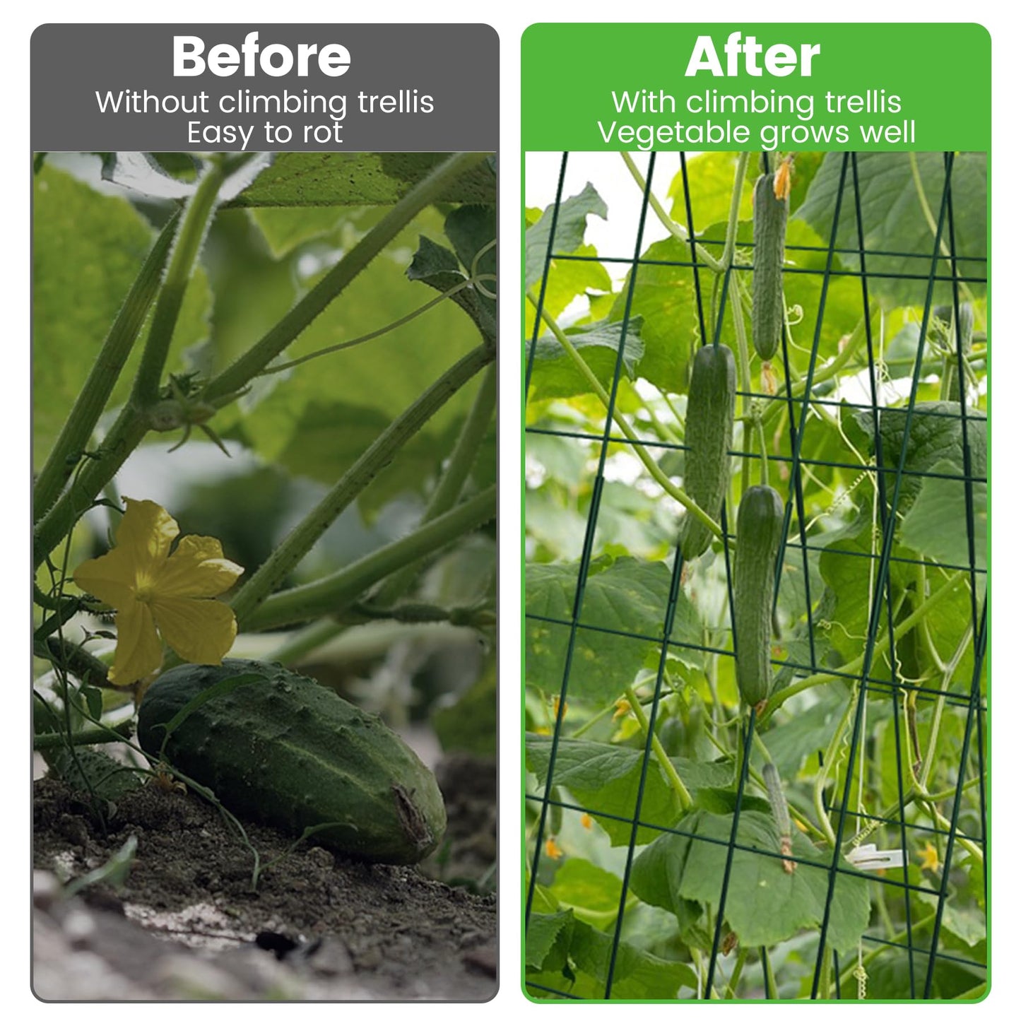 Toriexon Foldable Cucumber Trellis 64" H x 20" W - 2 Pack, A-Frame Garden Trellis for Raised Bed, with Twist Ties & Plant Bags for Climbing Plants Outdoor