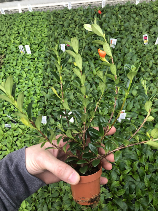 Generic Goldfish Plant ~ Live and Healthy ~ for Home and Office, Green orange