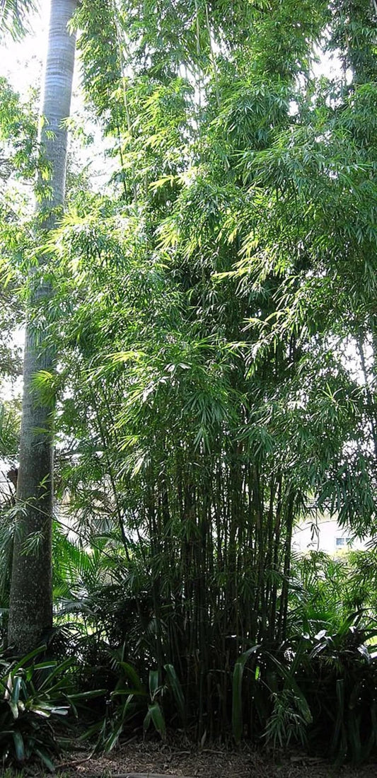 50 Gracilis Bamboo Seeds Perennial Ornamental Seed Privacy