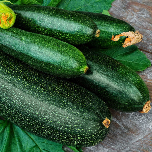 Eden Brothers Squash (Summer) Seeds - Dark Green Zucchini Non-GMO Seeds for Planting, 1 oz | Low-Maintenance Vegetable Seeds, Plant During Warm Season, Zones 10, 3, 4, 5, 6, 7, 8, 9