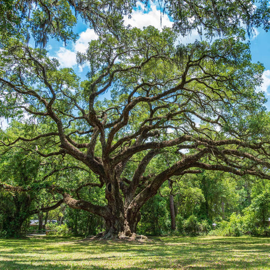 Perfect Plants Southern Live Oak in 1 Gallon Pot | Live Tree for Outdoor Planting | Fast Growing Shade Tree | Majestic Towering Landscape Oak | Green Leaf Canopy | Zones 7-10