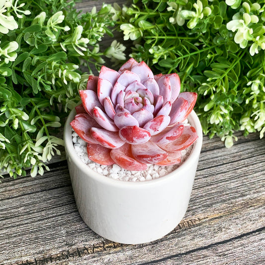 Generic Echeveria Pink Peony Rare Live Succulent Plants, 1 Head 3"" Red, Bare Root Without Pot & Soil, 1/3/7 Pcs, Garden Indoor Office Desk Baby Shower Decoration, Friend Plant Lovers Gifts