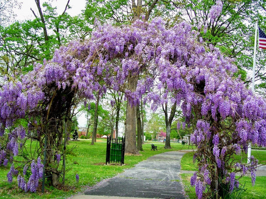Live Plant - Amethyst Falls Wisteria Vine - Starter Plant